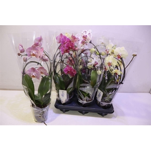 arr8 Phal Gem Cascade Triple