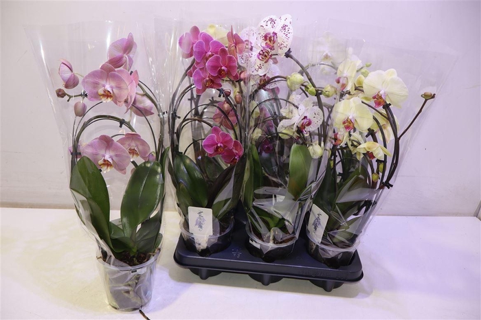 <h4>arr8 Phal Gem Cascade Triple</h4>