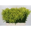 Solidago Tara Gold Buiten