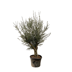 Olea Europaea Lorc XL - 250cm