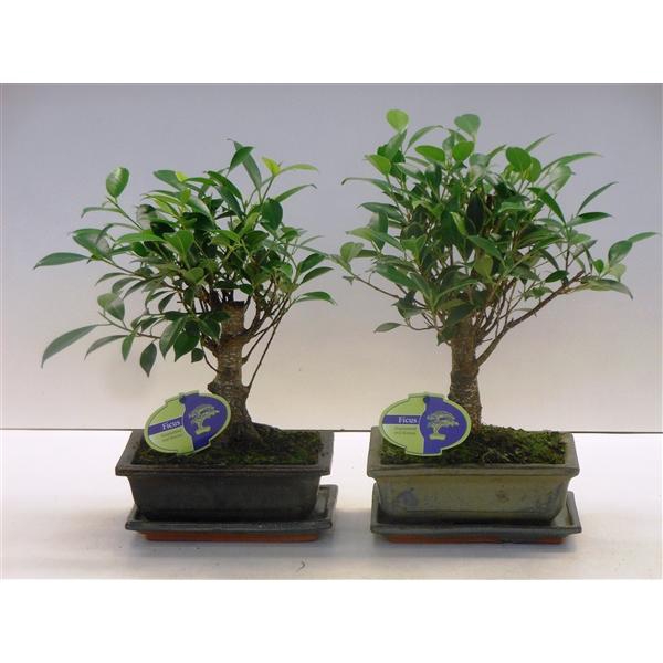 <h4>Ficus retusa, 20cm., broom, with drip tray</h4>