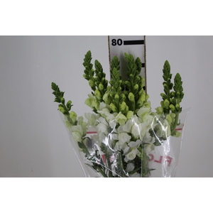 BOCA DE LEAO MONACO WHITE 080 CM