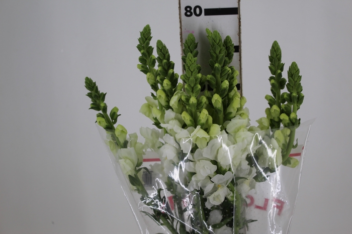 <h4>BOCA DE LEAO MONACO WHITE 080 CM</h4>