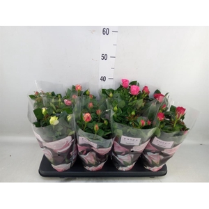 Rosa  'Patio-Hit'   ...mix