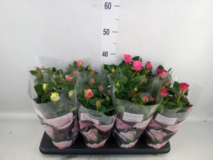 <h4>Rosa  'Patio-Hit'   ...mix</h4>