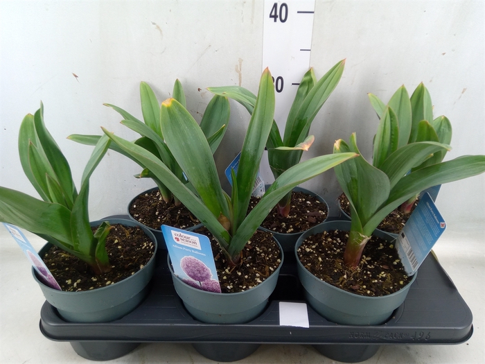 <h4>Allium   ...</h4>