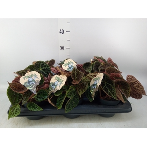Begonia BD ferox