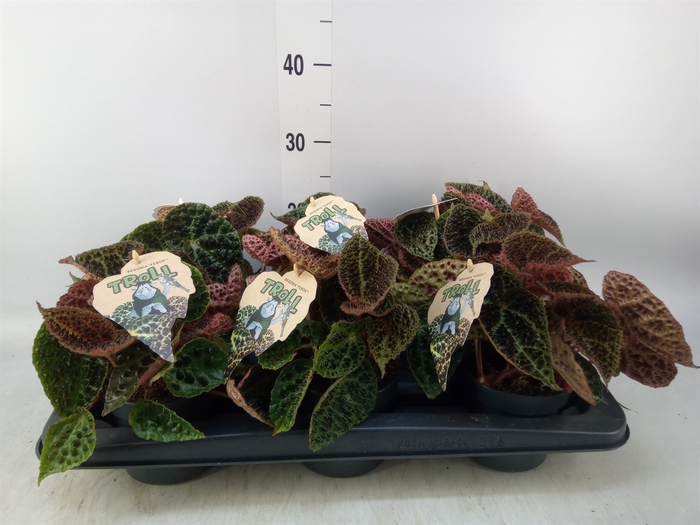 <h4>Crassula  'Magical Tree'</h4>