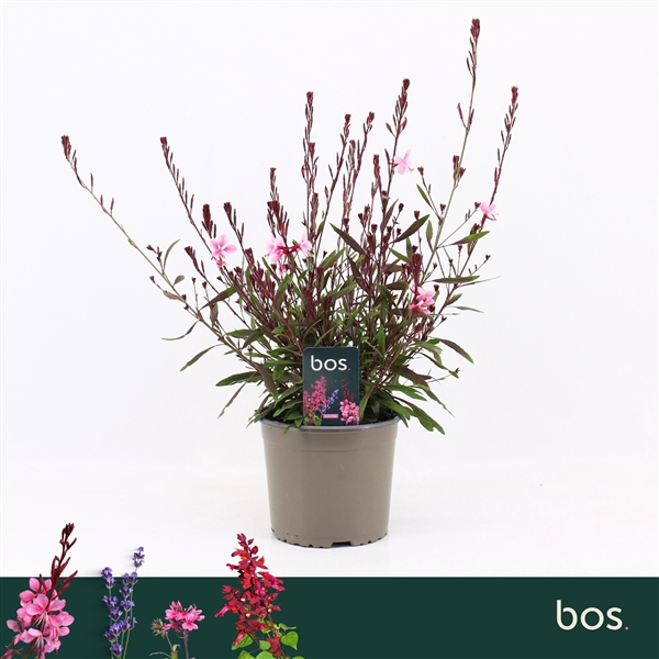 <h4>Gaura Lindheimeri, Gaudi Rose</h4>