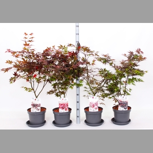 ACER OV