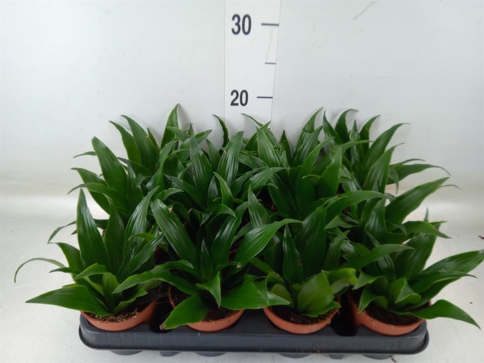 <h4>Dracaena frag. 'Compacta'</h4>