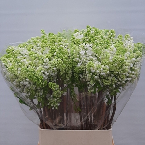 SYR V MME FL STEPMAN