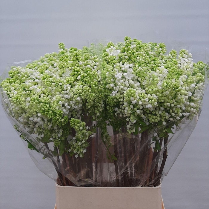 <h4>SYR V MME FL STEPMAN</h4>