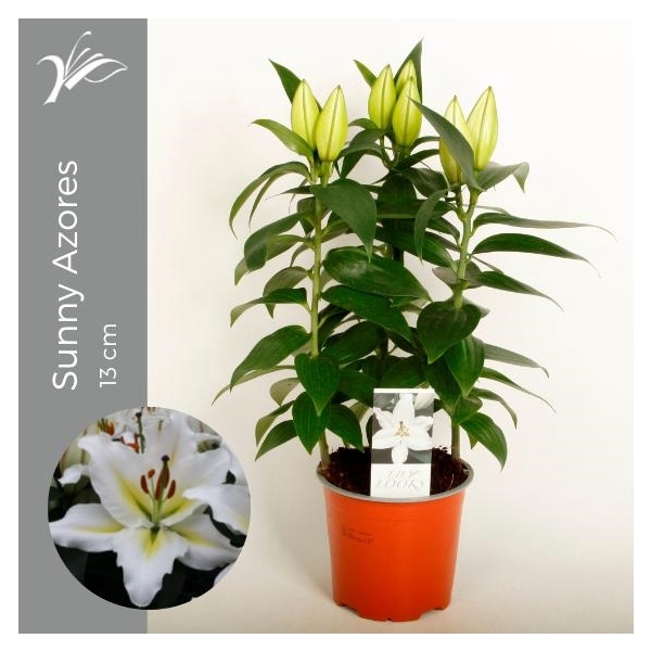 <h4>Lilium Sunny Azores 13 cm (or. lelie)</h4>