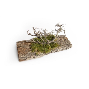 Tafelloper mos/bonsaihout 30 cm nat