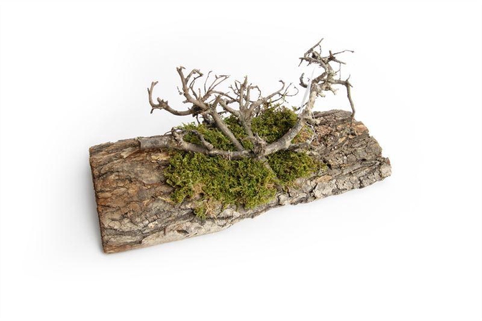 <h4>Tafelloper mos/bonsaihout 30 cm nat</h4>
