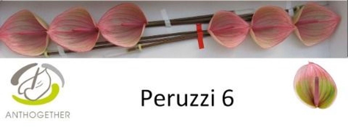 <h4>Anthurium andr. 'Peruzzi'</h4>