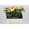 Paeonia Dr F.G. Brethour