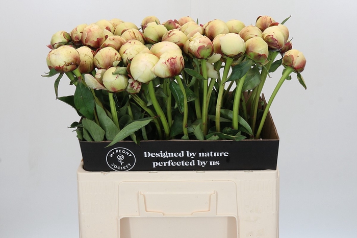 <h4>Paeonia Dr F.G. Brethour</h4>