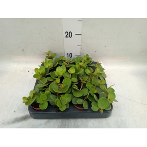 Peperomia tetraphylla 'Hope'