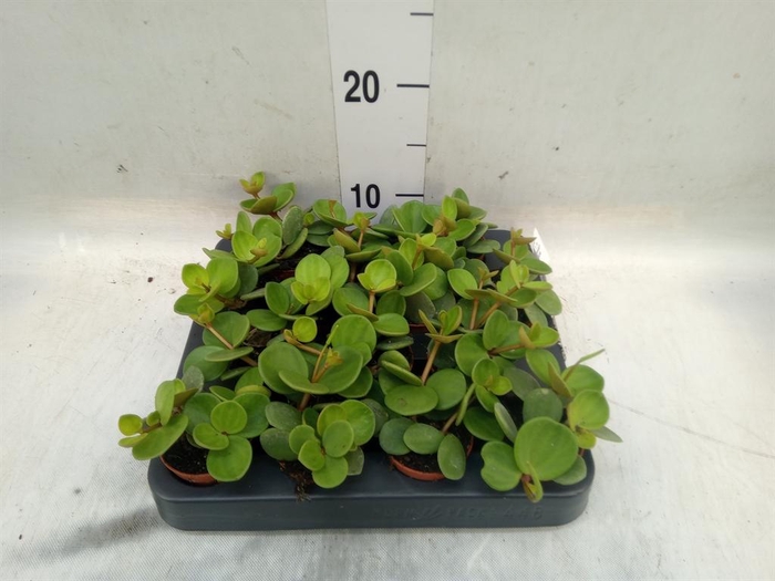 <h4>Peperomia tetraphylla 'Hope'</h4>