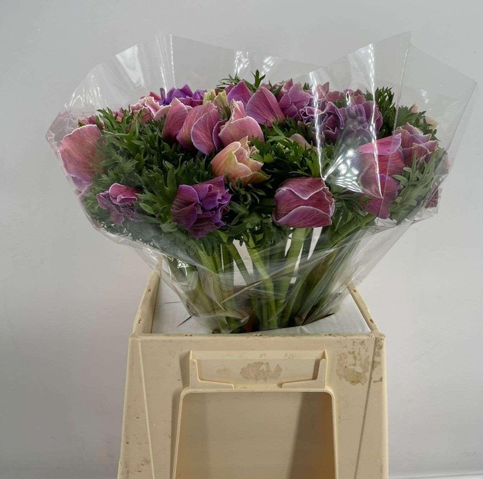 <h4>ANEM SUP ASH</h4>