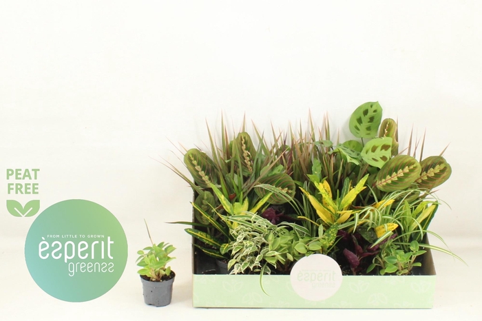 <h4>KAMERPL GEM OV</h4>