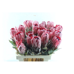 Protea Sharonette