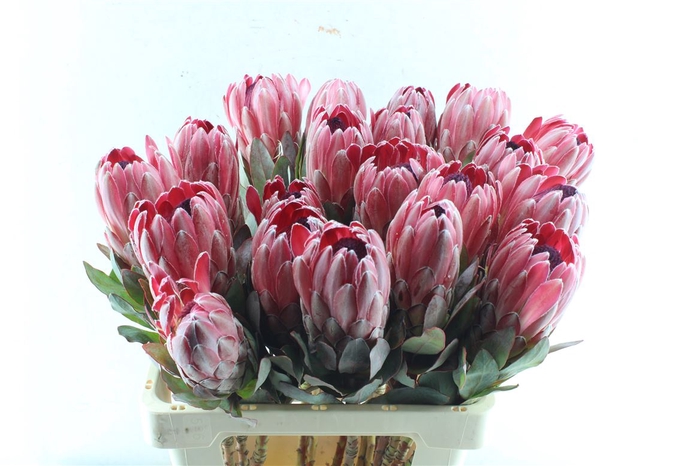 <h4>Protea Sharonette</h4>