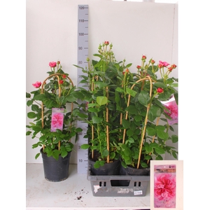 ROSA FL PEARL SELECT