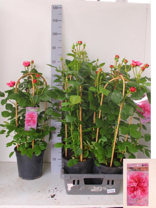 <h4>ROSA FL PEARL SELECT</h4>