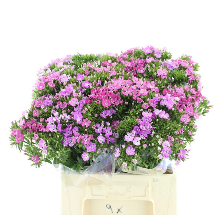 <h4>DI BARB AM ROSE</h4>