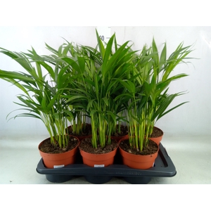 Dypsis lutescens   ...Chrysalidoca