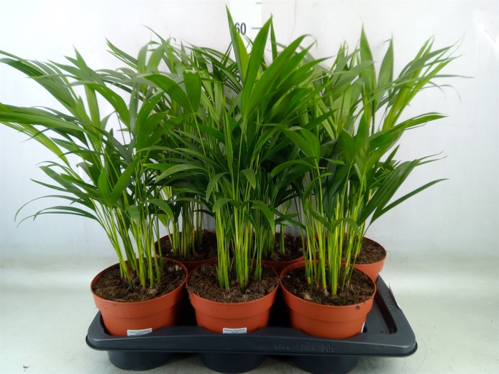 <h4>Dypsis lutescens   ...Chrysalidoca</h4>