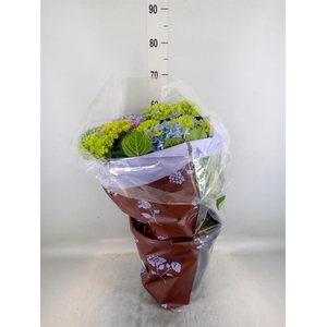 Hydrangea mac. 'Bela Blue'