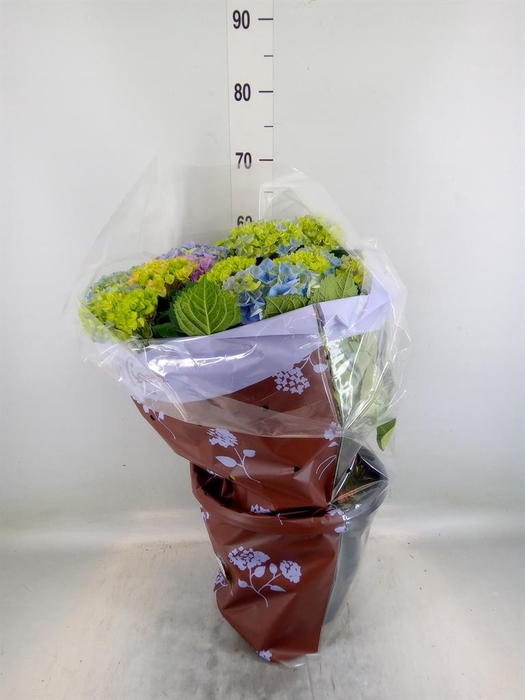 <h4>Hydrangea mac. 'Bela Blue'</h4>