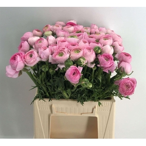 RAN ELEG EX LIGHT PINK