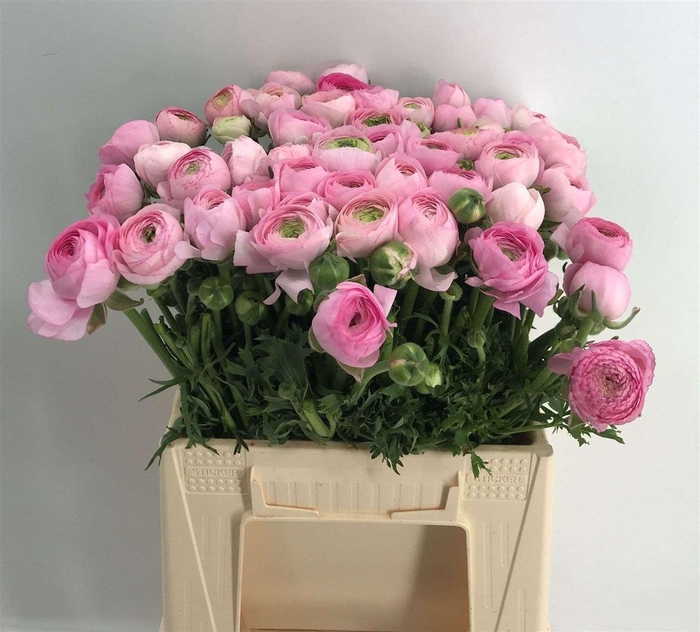 <h4>RAN ELEG EX LIGHT PINK</h4>