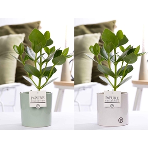 Clusia Rosea Princess in P&PURE Essential ceramics ass. 2