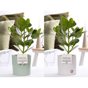 Clusia Rosea Princess in P&PURE Essential ceramics ass. 2