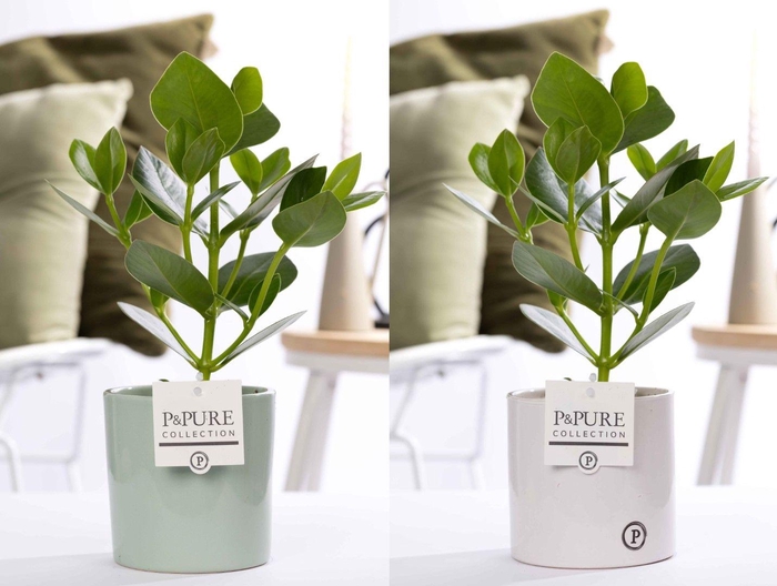 <h4>Clusia Rosea Princess in P&PURE Essential ceramics ass. 2</h4>