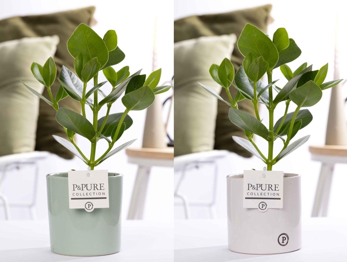 <h4>Clusia Rosea Princess in P&PURE Essential ceramics ass. 2</h4>