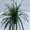 Carex oshimensis