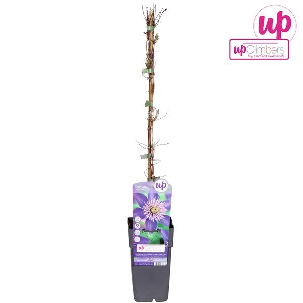 <h4>Clematis Multi Blue P15</h4>