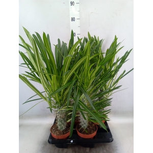 Pachypodium lamerei