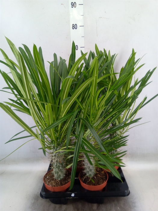 <h4>Pachypodium lamerei</h4>