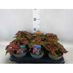 Plectranthus col.   ...