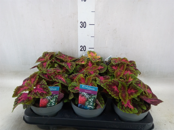 <h4>Plectranthus col.   ...</h4>