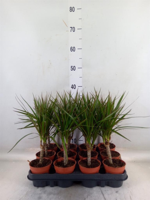 <h4>Dracaena marg.</h4>
