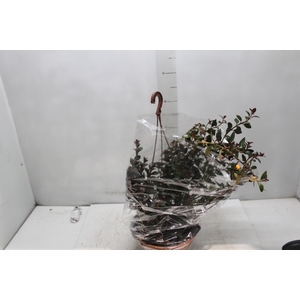 COLUMNEA PEIXINHO C21